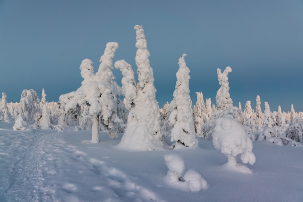 Winterlandschaft mit Schnee bedeckte Bäume im Winterwald.