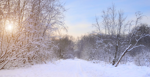 Winterlandschaft mit Schnee und Sonne