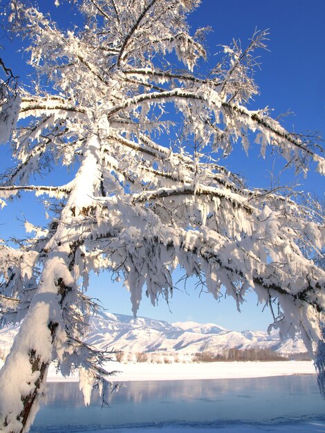 Winterlandschaft mit Schneebaum