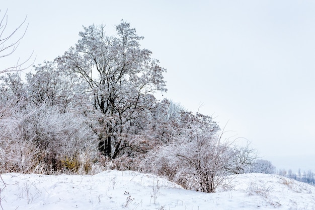 Winterlandschaft mit schneebedeckten Bäumen am Rande des Waldes