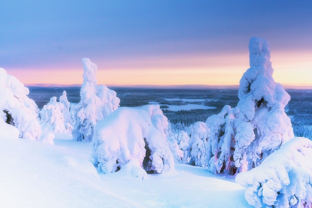 Winterlandschaft mit schneebedeckten Bäumen im Winterwald.