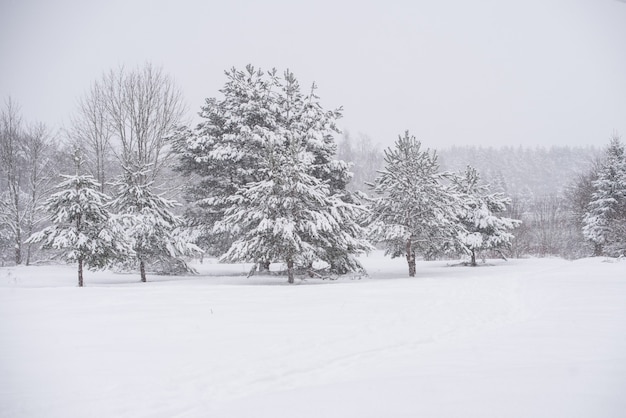 Winterlandschaft mit schneebedeckten Bäumen und Schneeflocken. Weihnachtskonzept