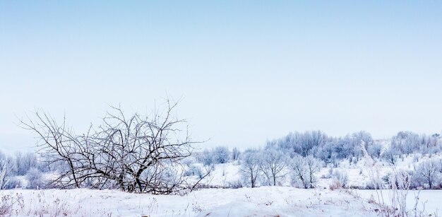 Winterlandschaft mit schneebedeckten Bäumen