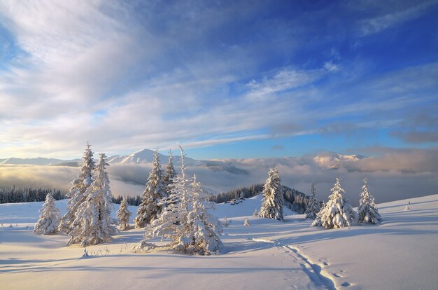 Winterlandschaft mit schneebedeckten Bäumen