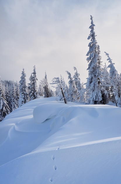 Winterlandschaft mit schneebedeckten Bäumen