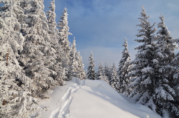 Winterlandschaft mit schneebedeckten Bäumen