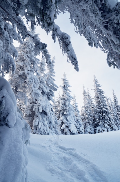 Winterlandschaft mit schneebedeckten Bäumen