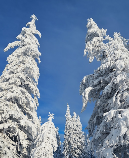 Winterlandschaft mit schneebedeckten Bäumen