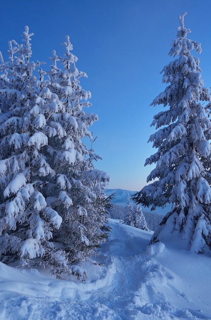 Winterlandschaft mit schneebedeckten Bäumen