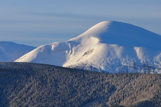 Winterlandschaft mit schneebedeckten Bäumen