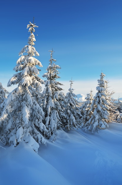 Winterlandschaft mit schneebedeckten Bäumen