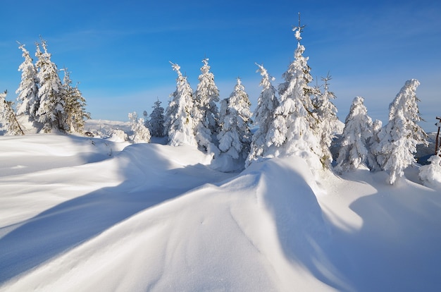 Winterlandschaft mit schneebedeckten Bäumen