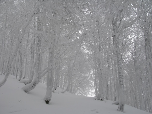 Winterlandschaft mit schneebedeckten Tannen im Vordergrund