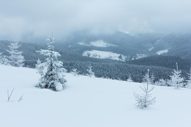 Winterlandschaft mit schneebedeckten Tannen