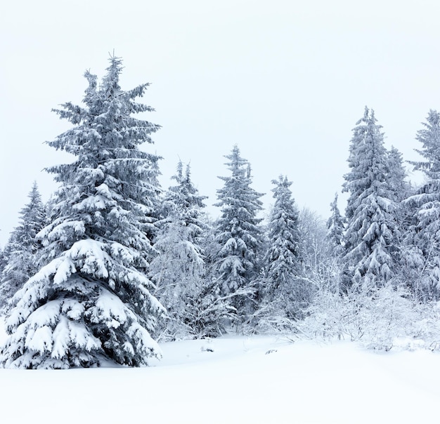 Winterlandschaft mit schneebedeckten Tannen