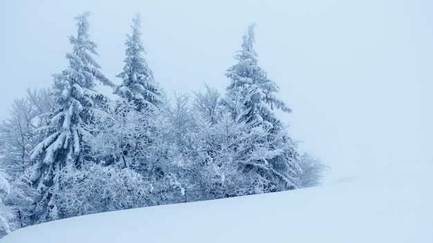 Winterlandschaft mit schneebedeckten Tannen