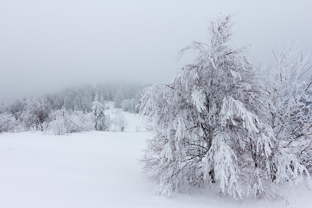 Winterlandschaft mit schneebedeckten Tannen