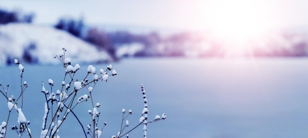 Winterlandschaft mit schneebedeckten Trockenpflanzen am Flussufer bei sonnigem Wetter bei Sonnenuntergang