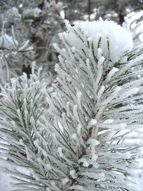 Winterlandschaft mit schneebedeckter Straße und Raureif auf den Bäumen