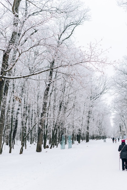 Winterlandschaft mit schönen Bäumen bedeckt mit Schnee und Frost bei bewölktem Wetter