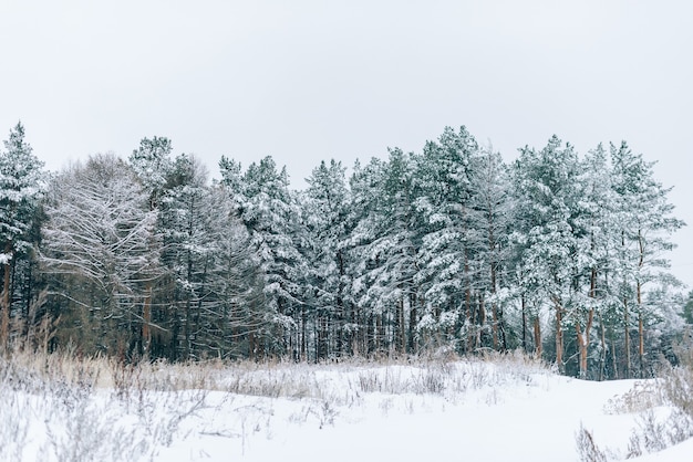 Winterlandschaft mit schönen Bäumen bedeckt mit Schnee und Frost bei bewölktem Wetter