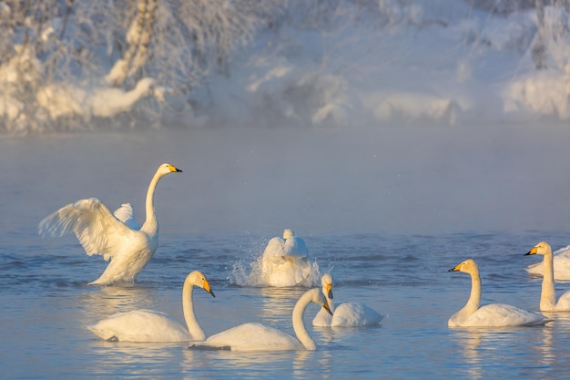 Winterlandschaft mit Schwänen und Morgennebel auf dem See in Altai Krai, Russland.