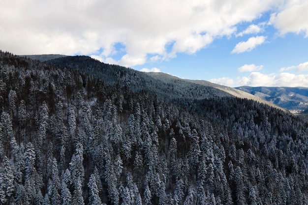 Winterlandschaft mit Spruse-Bäumen des schneebedeckten Waldes in kalten Bergen.