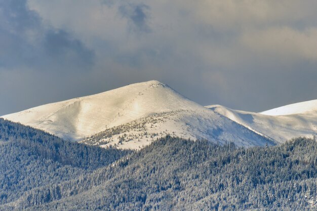 Winterlandschaft mit Spruse-Bäumen des schneebedeckten Waldes in kalten Bergen.