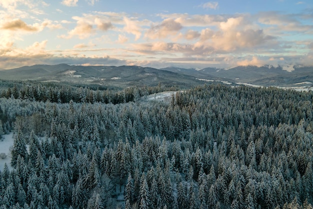 Winterlandschaft mit Spruse-Bäumen von schneebedecktem Wald in kalten Bergen.