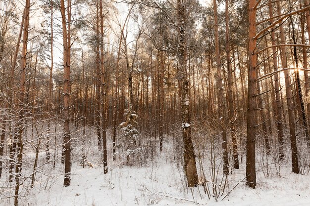 Winterlandschaft mit verschiedenen Baumarten, bedeckt mit weißem Schnee und Frost in der Wintersaison, einem frostigen Tag nach einem Schneefall
