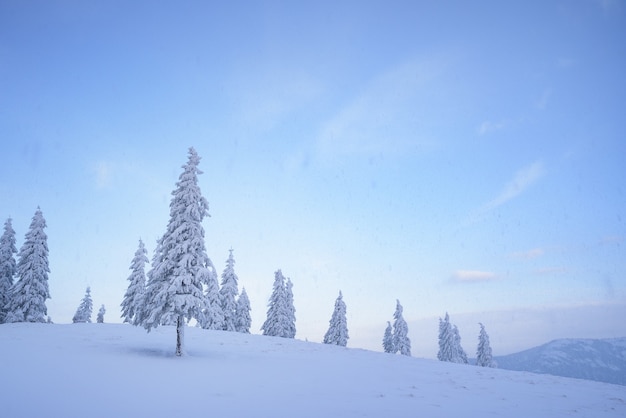 Winterlandschaft mit verschneiten Tannen und Schneefällen in den Bergen