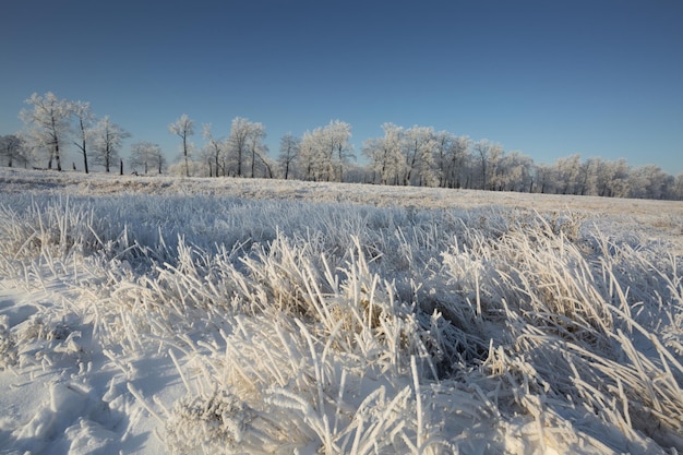 Foto winterlandschaft schneebedeckte natur new year39s forest