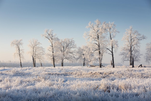 Winterlandschaft schneebedeckte natur new year39s forest