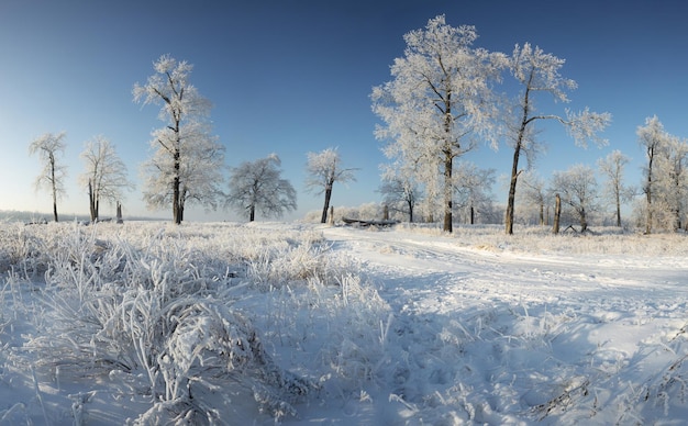 Winterlandschaft schneebedeckte natur new year39s forest