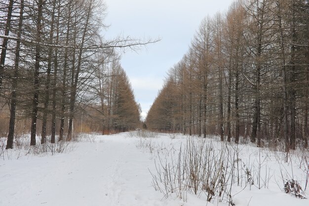 Winterlandschaft schneebedeckte Weiten. Ein Park im Winter im Schnee. Straße am Wintertag.