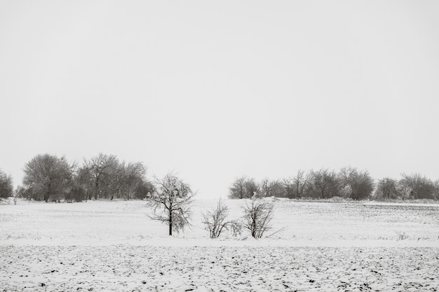 Winterlandschaft schneebedeckter Schotterweg in der Nähe des Eichenhains an einem bewölkten Tag.