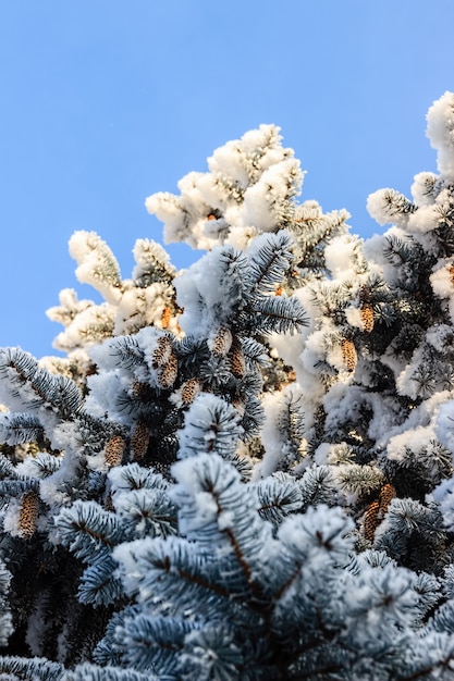 Winterlandschaft, schneebedeckter Wald