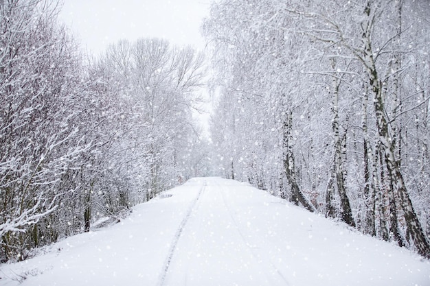 Foto winterlandschaft schneewald und eine straße in die ferne