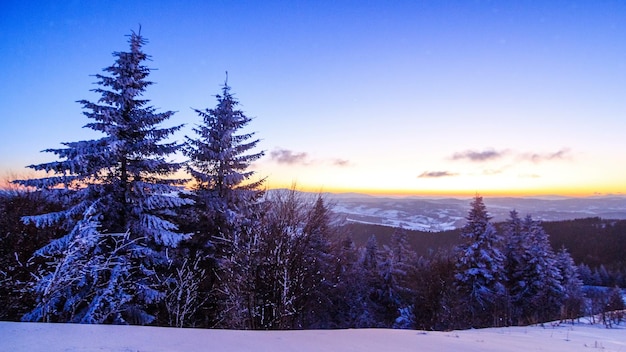 Winterlandschaft Sonnenaufgang Fichtenwald bedeckt von Schnee in der Winterlandschaft