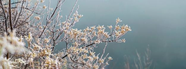 Winterlandschaft - Äste im Frost auf dem Hintergrund des Nebels. Winter-Hintergrund.