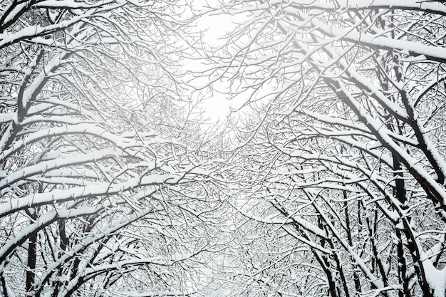Winterlandschaft Äste von Bäumen unter dicker Schneeschicht
