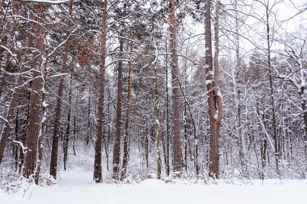 Winterlandschaft. Verschneite Bäume, Frost, große Schneeverwehungen und Schneefall. Schneepanorama.