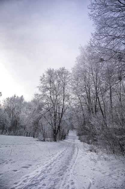 Winterlandschaft von schneebedeckten Ästen gegen bunten Himmel