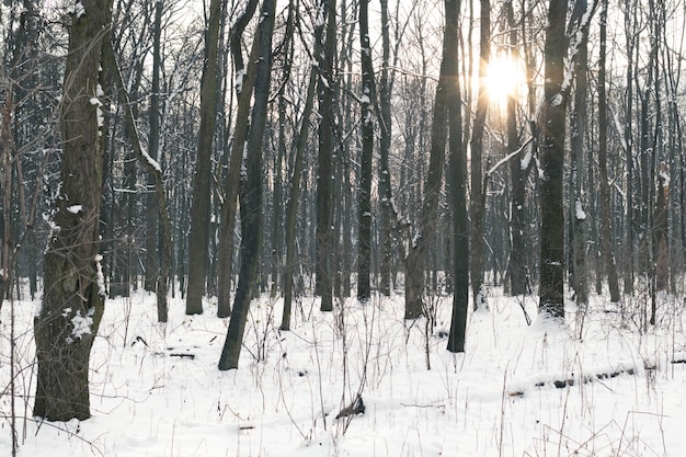 Winterlandschaft, Wald im Winter und Sonnenstrahlen