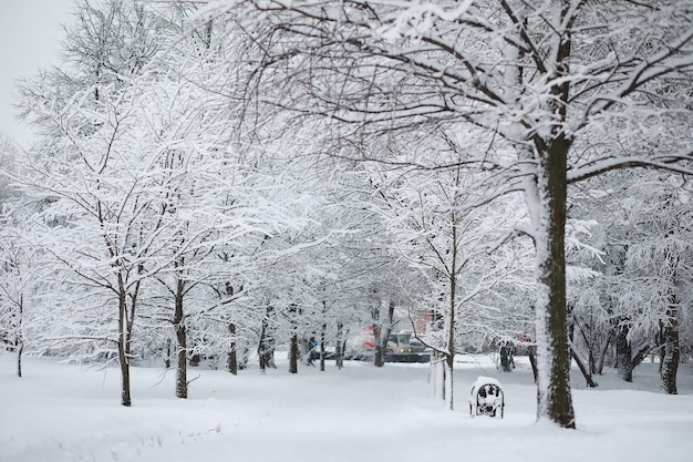 Winterlandschaft. Wald unter dem Schnee. Winter im Park.