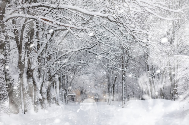 Winterlandschaft. Wald unter dem Schnee. Winter im Park.