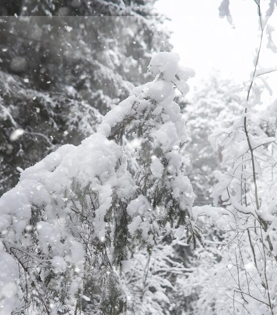 Winterlandschaft. Wald unter dem Schnee. Winter im Park.