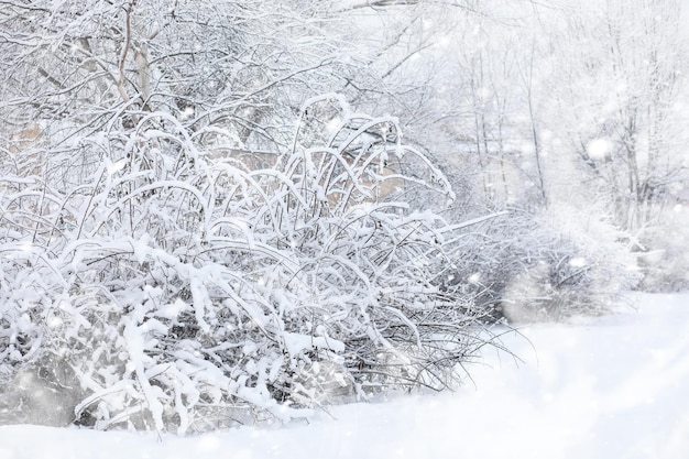 Winterlandschaft. Wald unter dem Schnee. Winter im Park.