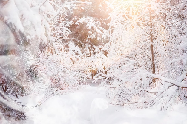 Winterlandschaft. Wald unter dem Schnee. Winter im Park.