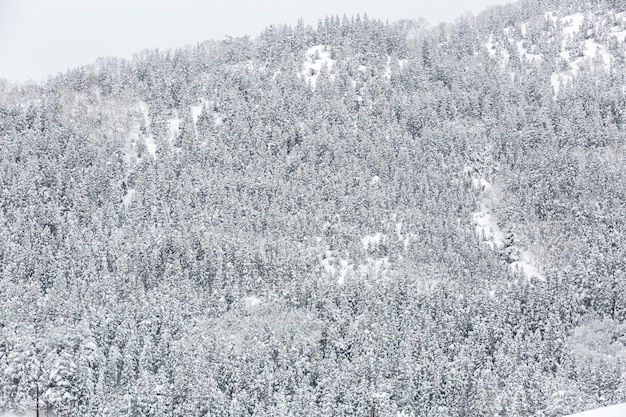 Winterlandschaft Wald